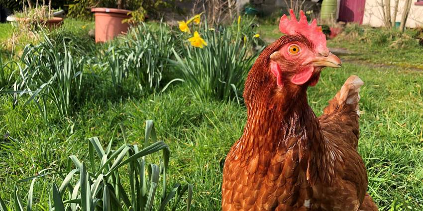 British Hen Welfare Trust