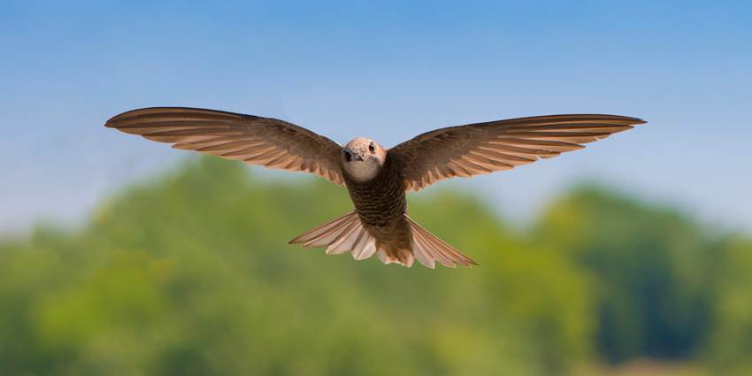 Huntly & District Swift Group