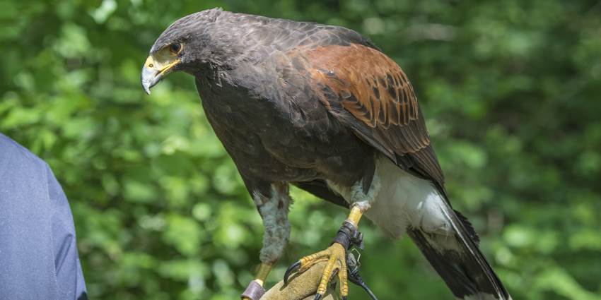 Huntly Falconry Centre